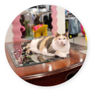 Lennox, one of iconoCLAD's beloved ShopCats,