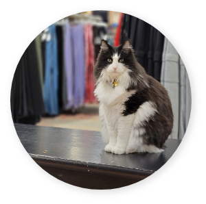 Bugsy, the beloved senior ShopCat of iconoCLAD in Salt Lake City,