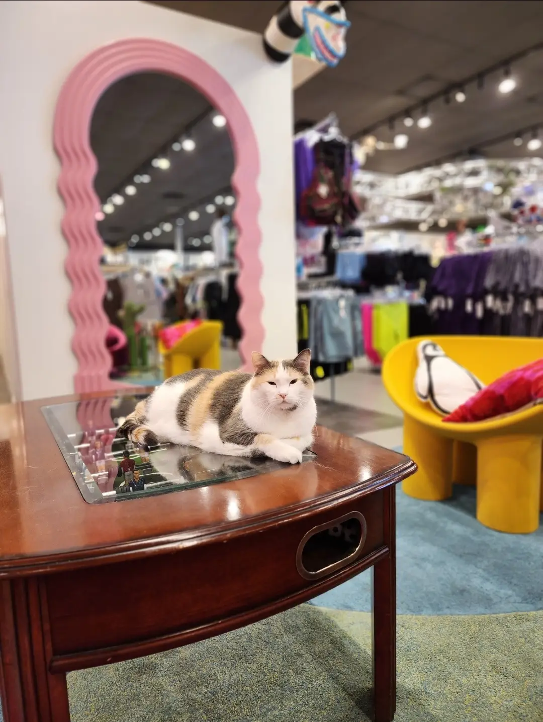 Lennox cat in Women Fashion brand| Iconoclad